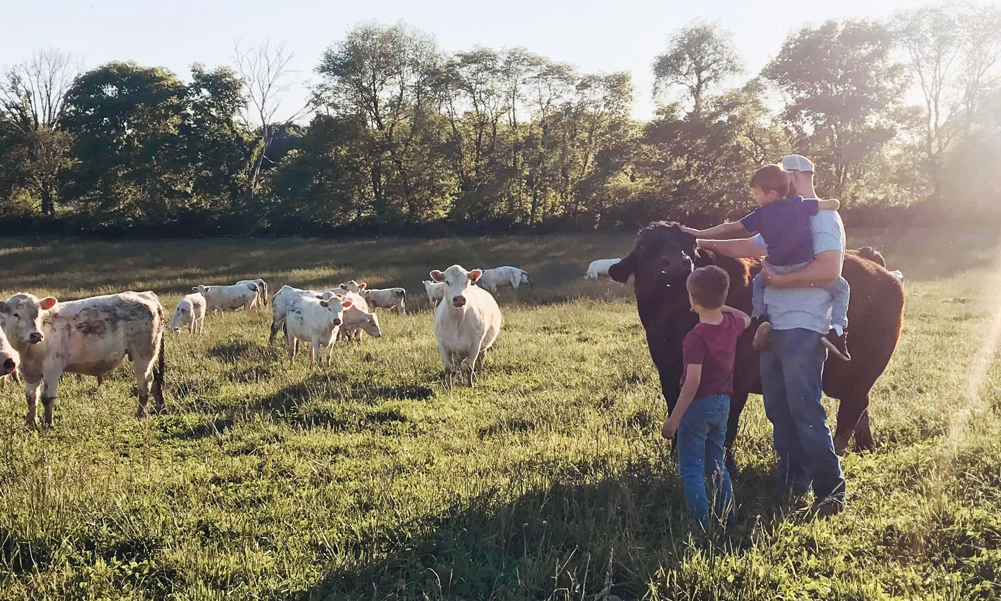 A father and two sons petting a cow in a pasture filled with cows